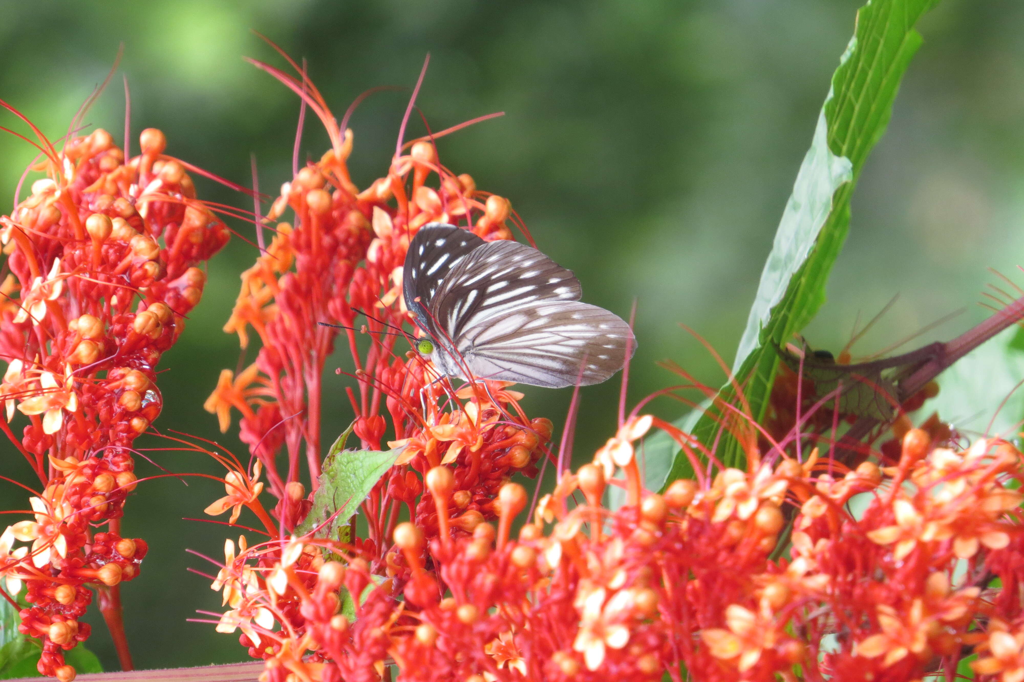 Imagem de Clerodendrum paniculatum L.