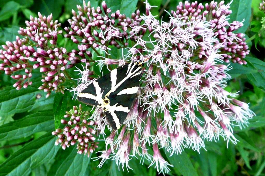 Image of hemp agrimony