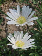 Image of Balkan Anemone