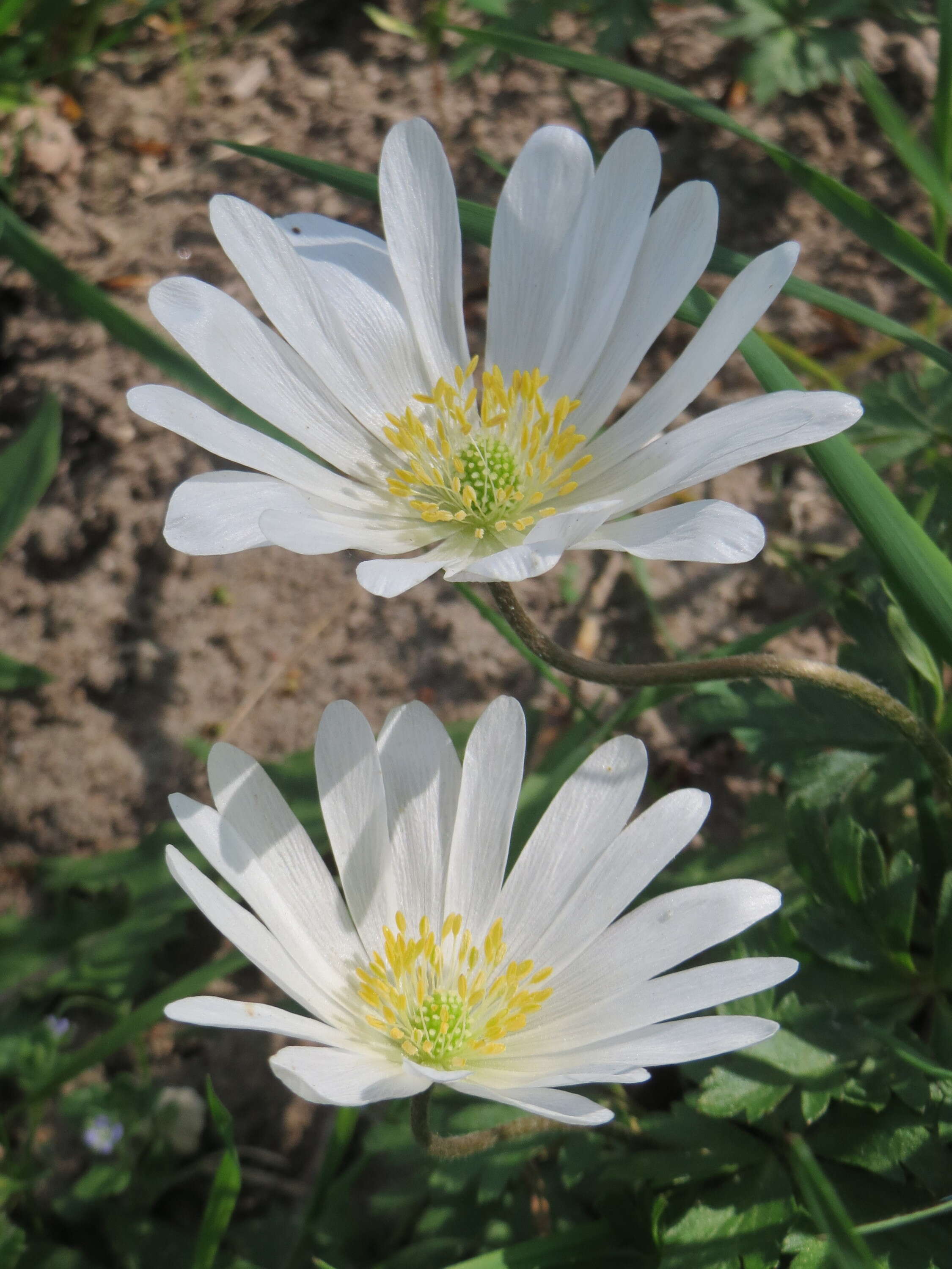 Image of Balkan Anemone