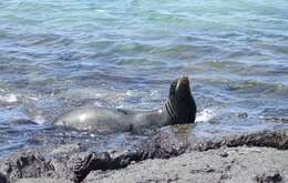 Image of Galapagos Sea Lion