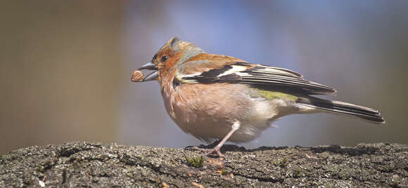 Image of Fringilla Linnaeus 1758