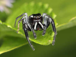 Image of Golden jumping spider