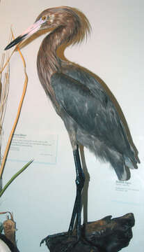 Image of Reddish Egret