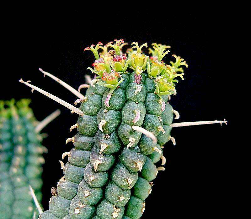 Слика од Euphorbia mammillaris L.