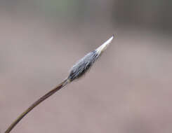 Image of Austrostipa setacea (R. Br.) S. W. L. Jacobs & J. Everett