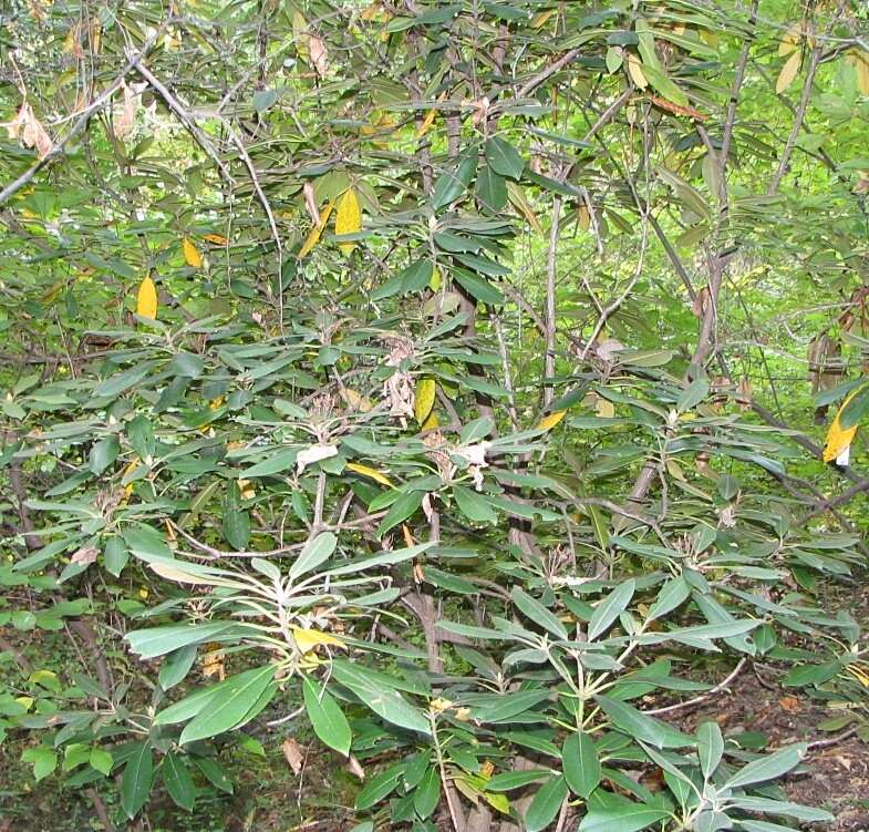 Image of pink azalea