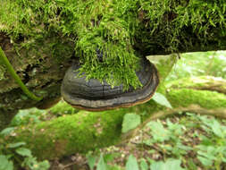 Image of Phellinus igniarius (L.) Quél. 1886