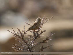 Plancia ëd Carpodacus rhodochlamys (Brandt & JF 1843)