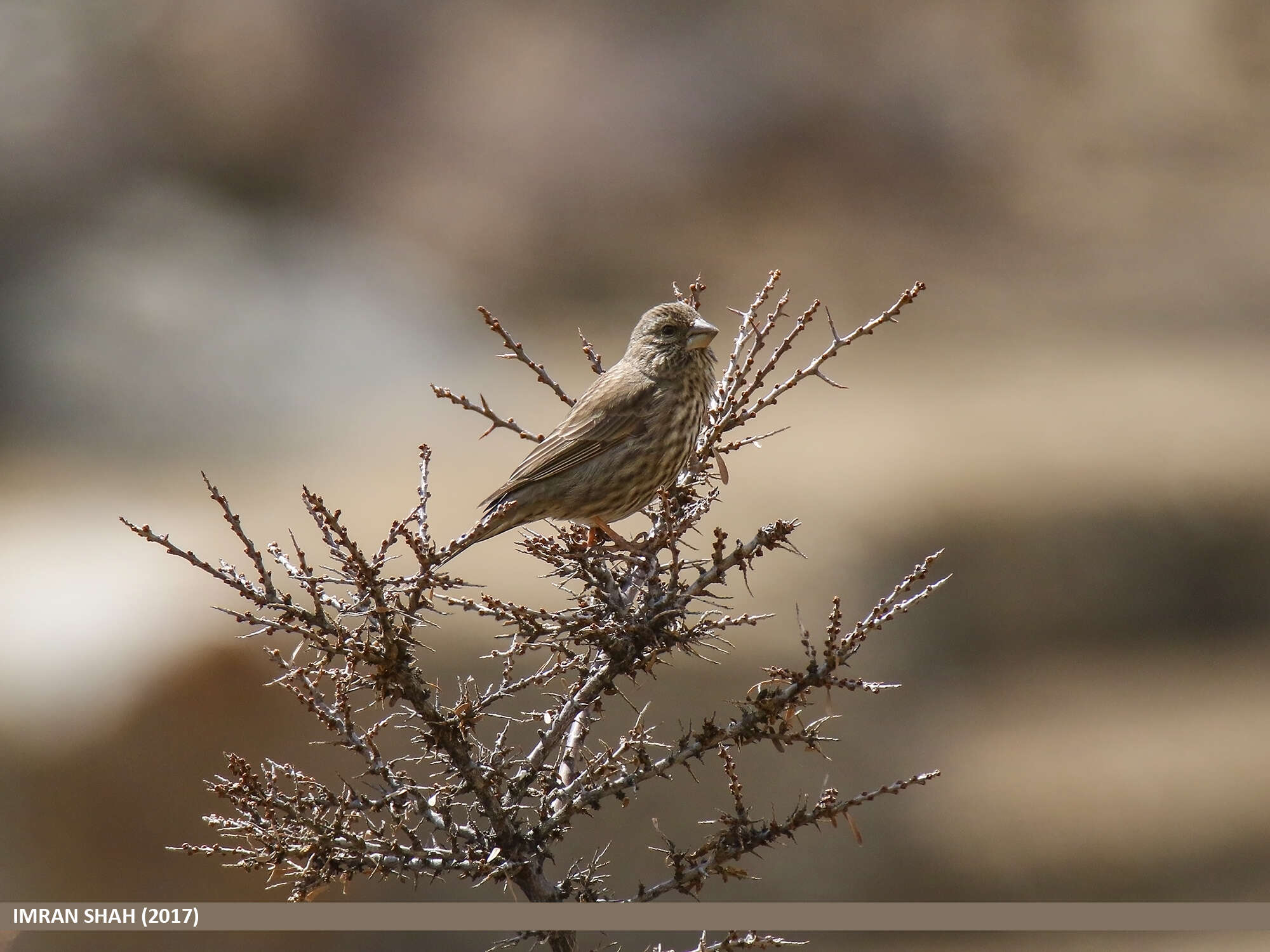 Plancia ëd Carpodacus rhodochlamys (Brandt & JF 1843)