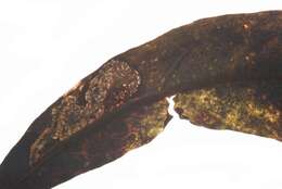 Imagem de Stigmella pallidiciliella Klimesch 1948