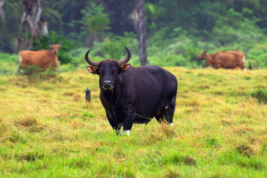 Bos javanicus d'Alton 1823 resmi