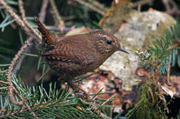 Image of Pacific Wren