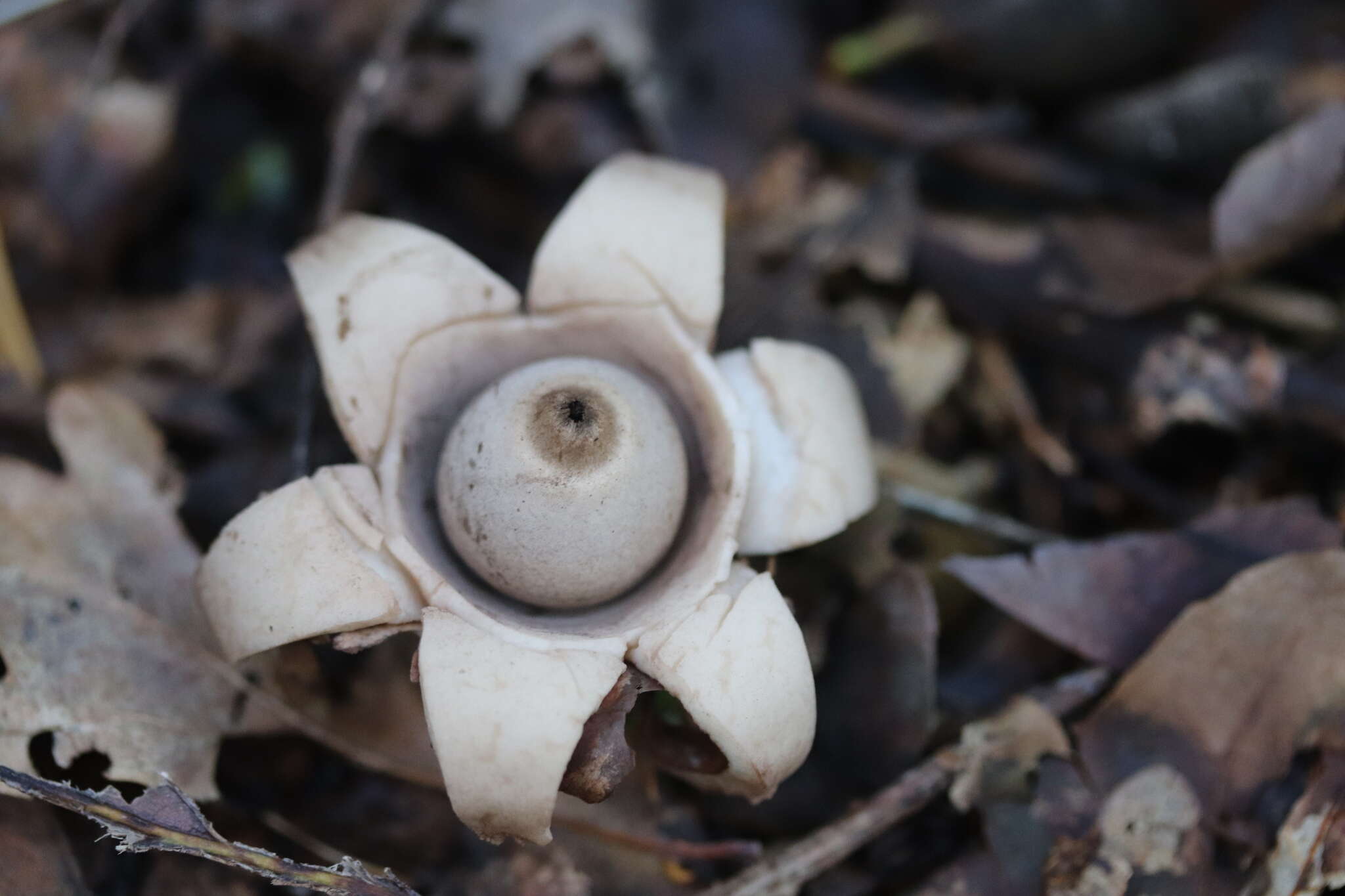 Image of Collared Earthstar