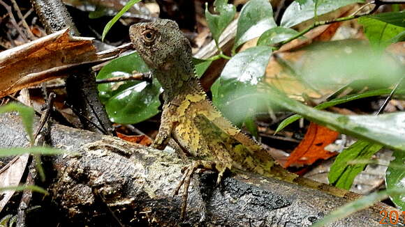 Image of Wied's Fathead Anole