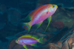 Pseudanthias ventralis (Randall 1979) resmi