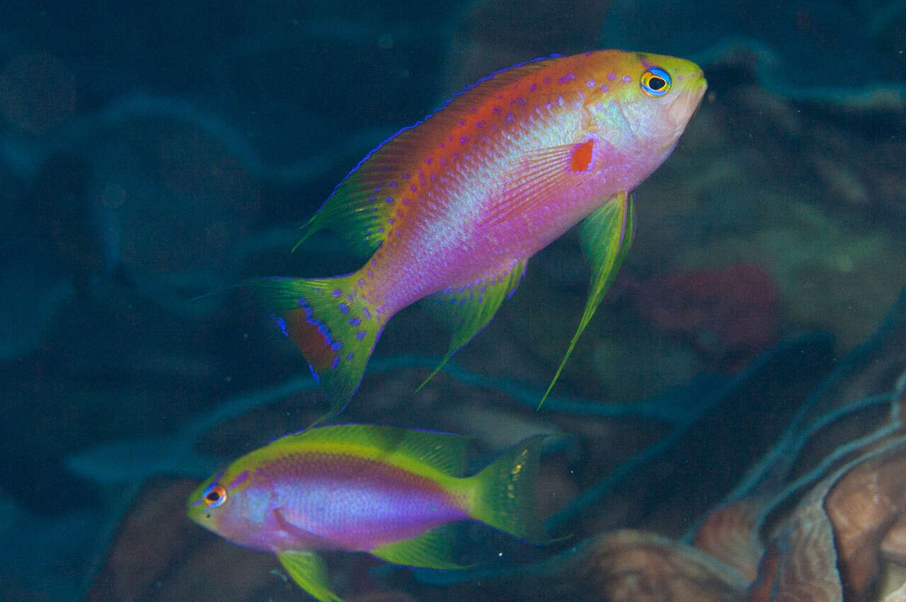 Pseudanthias ventralis (Randall 1979) resmi