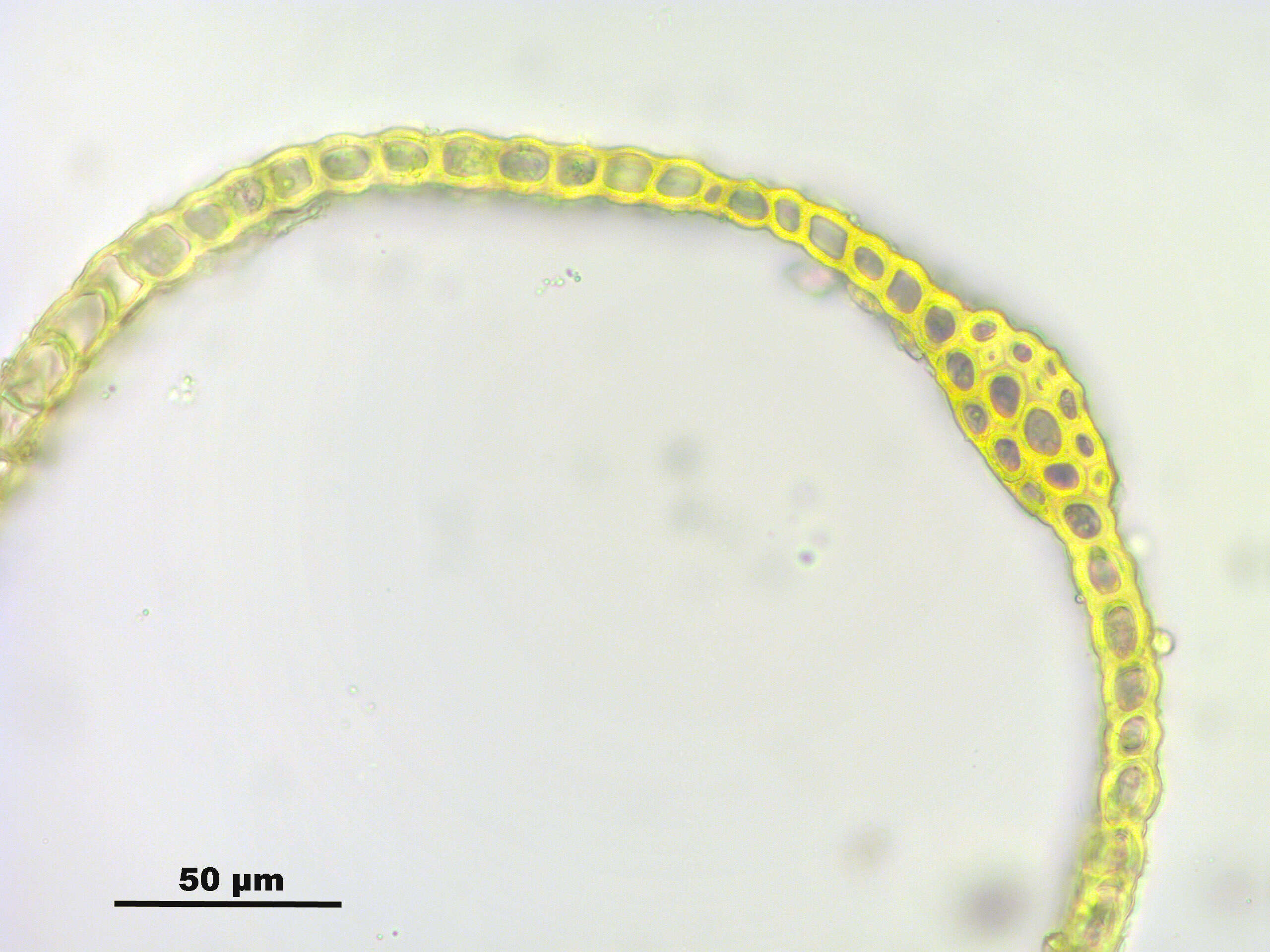 Image de Dicranoweisia crispula Milde 1869