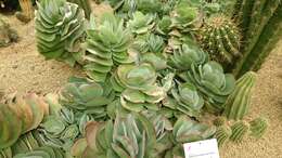 Kalanchoe luciae resmi