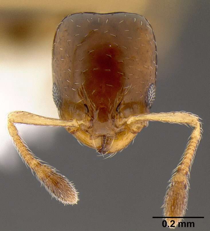 Plancia ëd Xenomyrmex floridanus Emery 1895