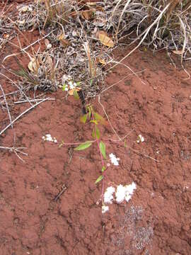 صورة Ageratina riparia (Regel) R. King & H. Rob.