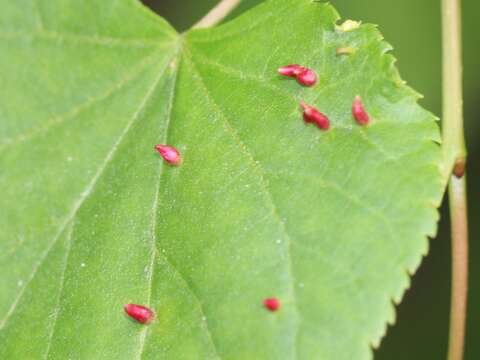 Image of Eriophyes tiliae