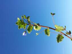 Image of birdeye speedwell