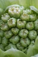 Image of butterbur