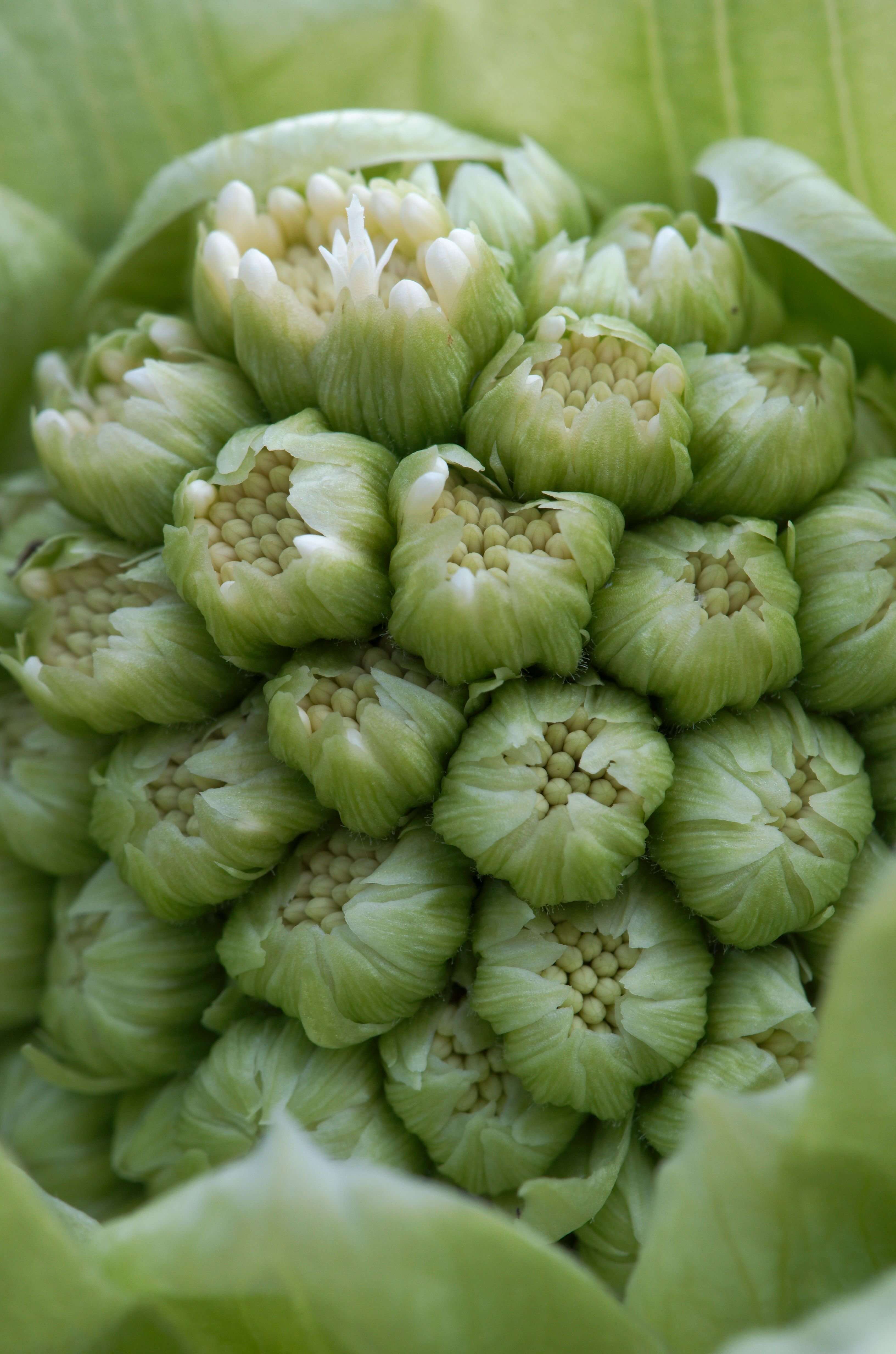 Image of butterbur