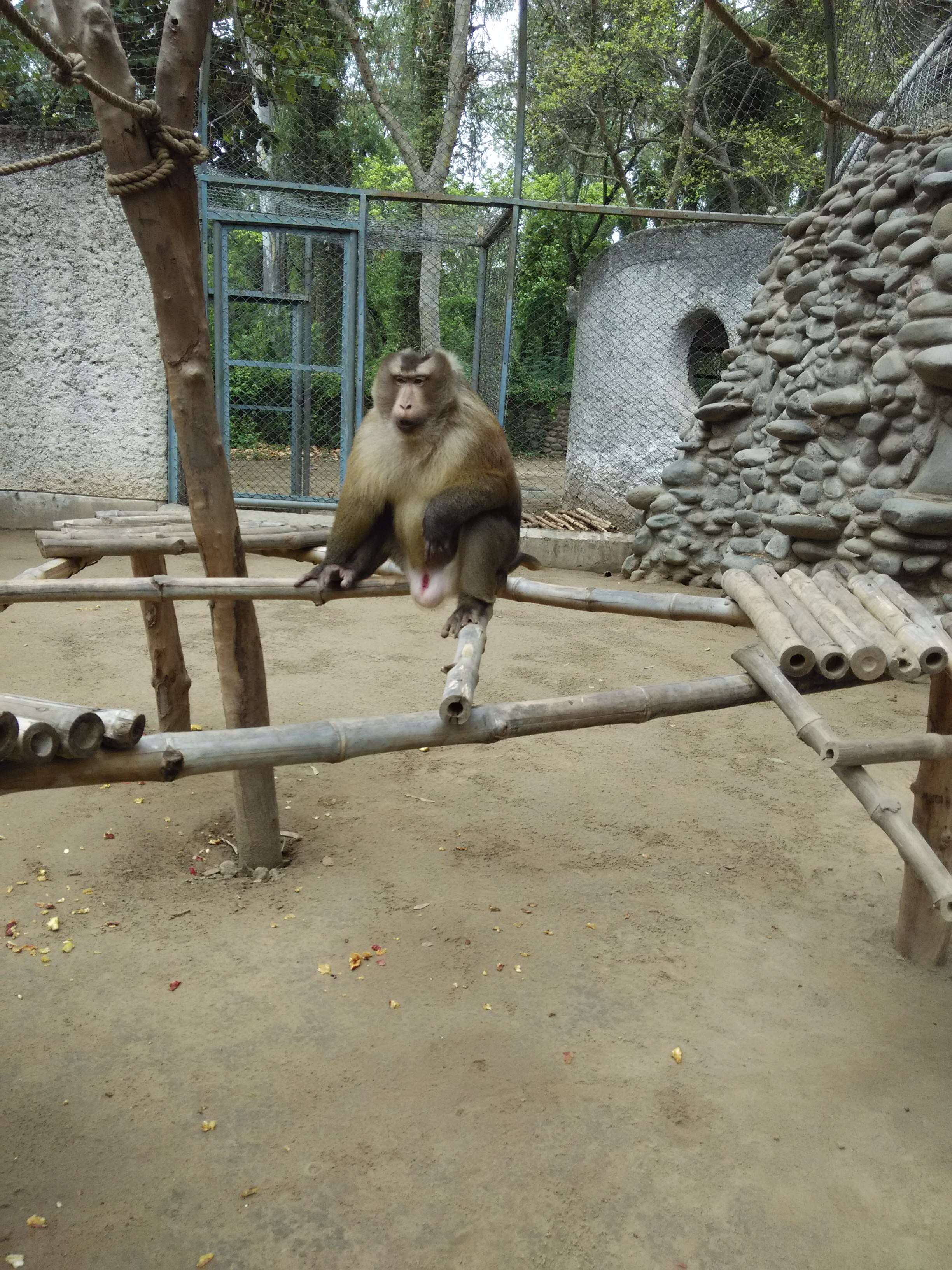 Image of Northern Pig-tailed Macaque