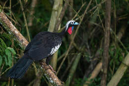 Image of Black Fronted Curassow