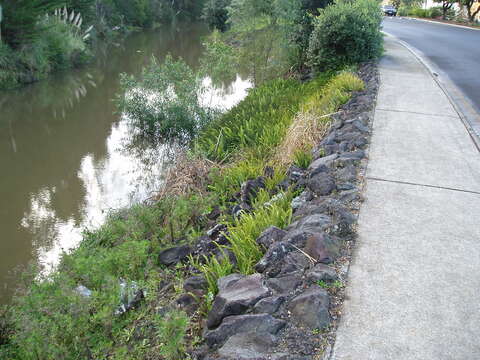 Image of narrow swordfern