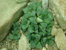 Image of Haworthia retusa (L.) Duval