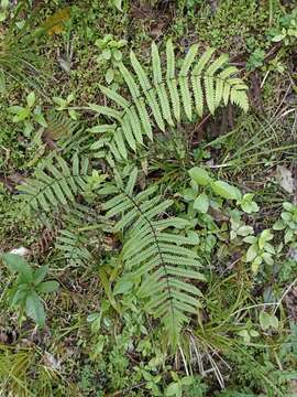 Image of Pneumatopteris pennigera (G. Forst.) Holtt.