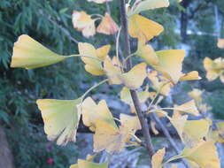 Image of Ginkgoopsida