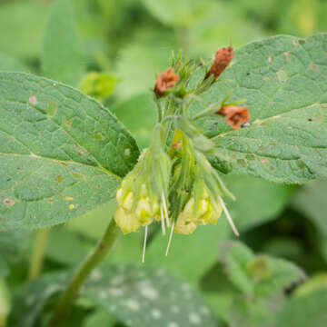 Слика од Symphytum tuberosum L.