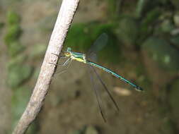 Image of Lestes temporalis Selys 1883