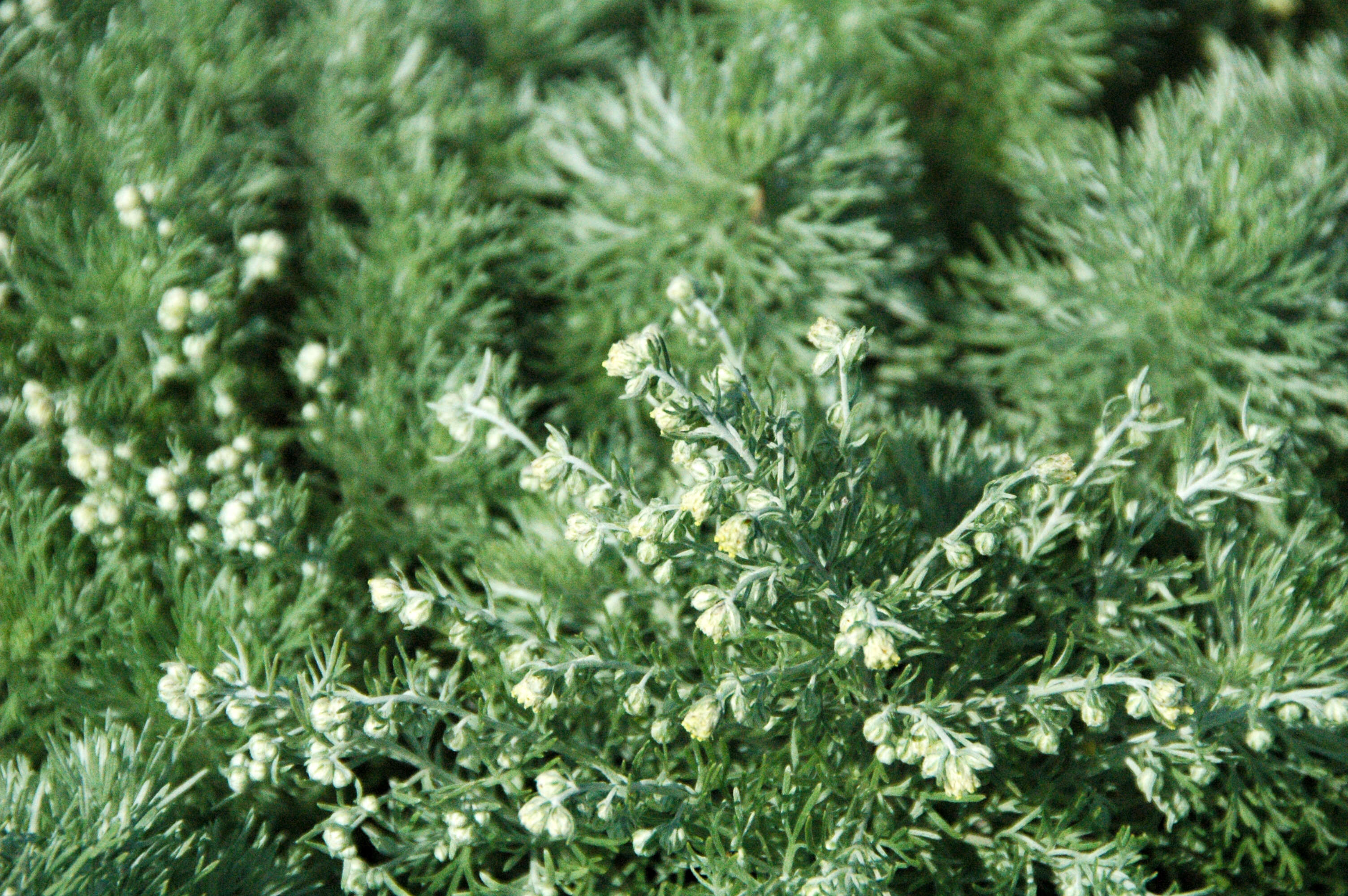 Image of Artemisia schmidtiana Maxim.