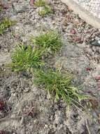 Image of Annual Meadow Grass