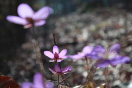 Image of American liverleaf