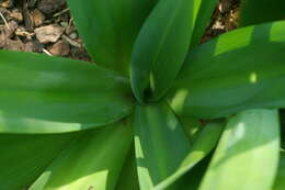 Image of Large blue squill