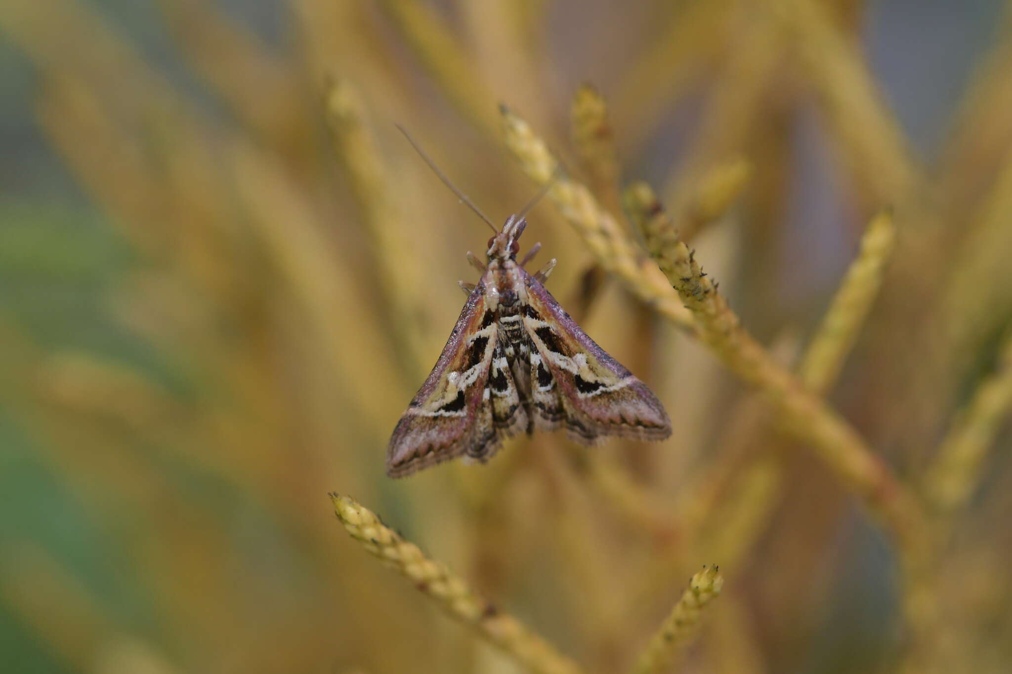 Sivun Diasemia grammalis Doubleday 1843 kuva