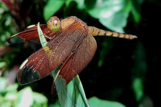 Image of Black Stream Glider