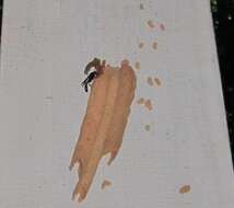 Image of Organ pipe mud dauber