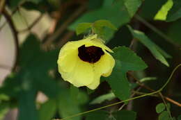 Sivun Hibiscus furcatus Roxb. kuva