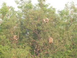 Image of Dussumier's Malabar Langur