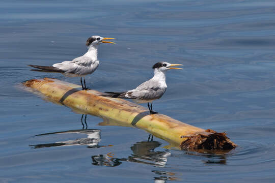 Image of Lesser Crested Tern