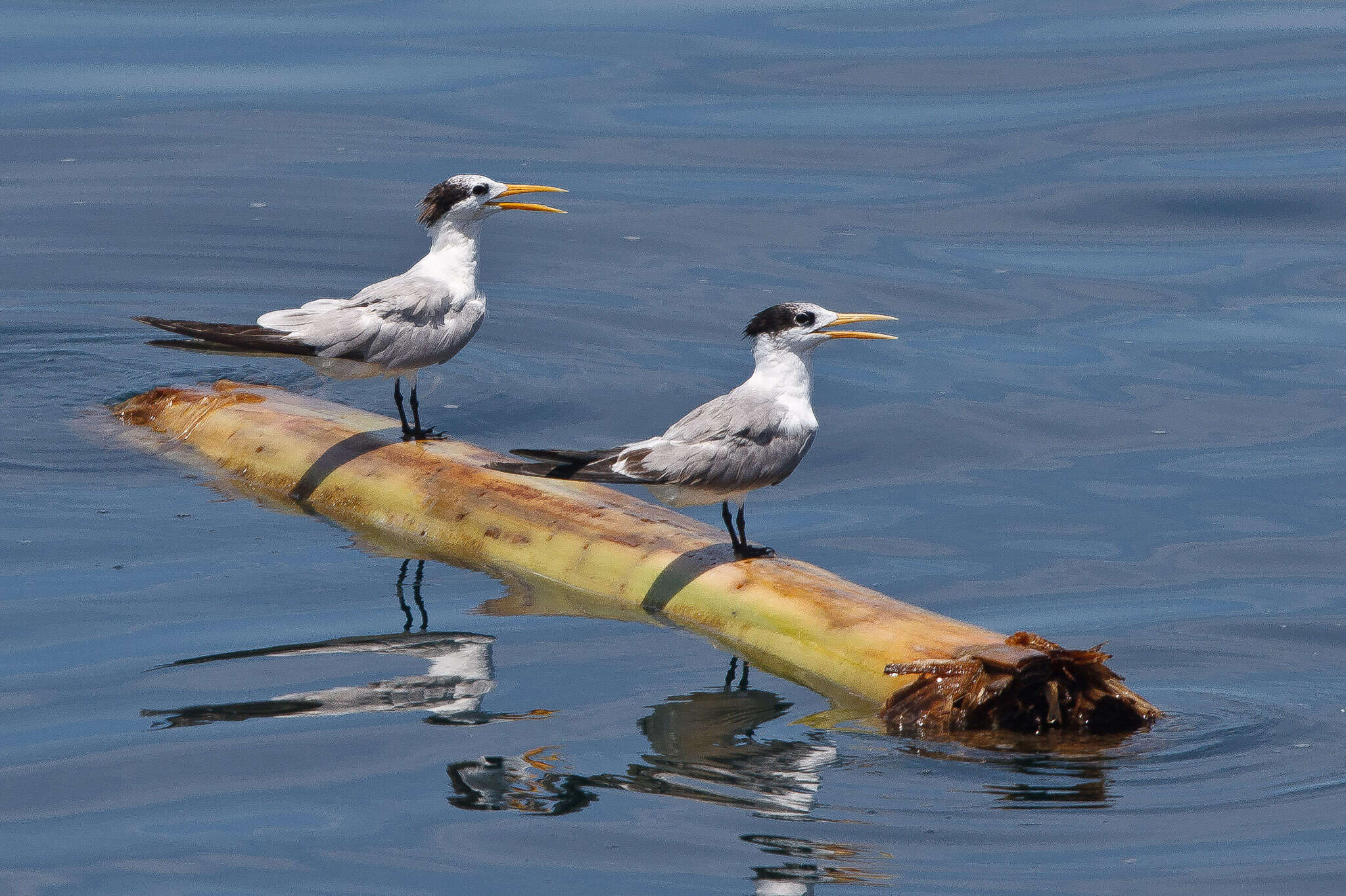 Image of Lesser Crested Tern