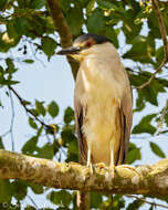 Image of Night Herons