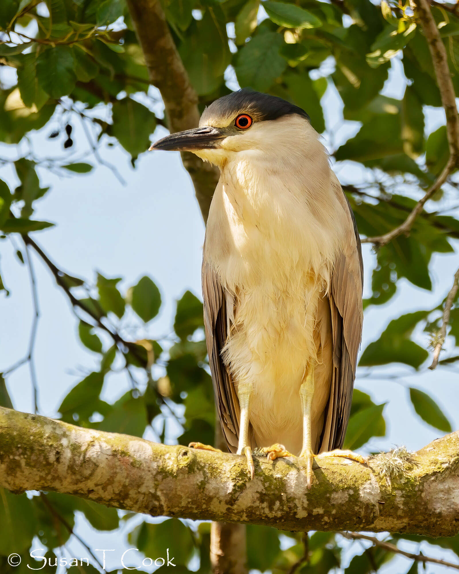 Image of Night Herons